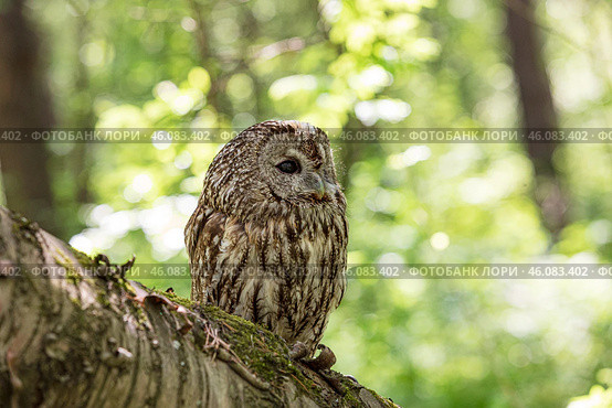 Fallen tree's tawny owl sentinel. Стоковое фото, фотограф Ольга Яковенко / Фотобанк Лори