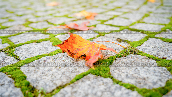 Fallen yellow leaves on the sidewalk in the park. Стоковое фото, фотограф Дмитрий Попов / Фотобанк Лори