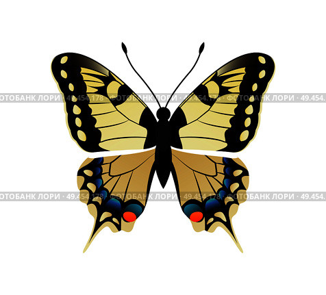 Family papilionidae butterfly with ornaments on wings and antenna family papilionidae yellow creature vector illustration isolated on white background. Family Papilionidae Butterfly Vector Illustration. Стоковая иллюстрация, агентство Ingram Publishing / Фотобанк Лори