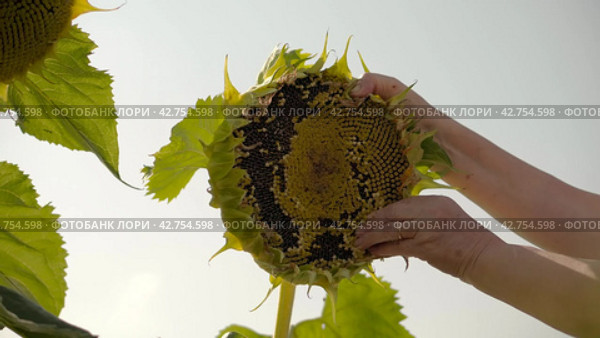 Farmer examines and evaluates the ripeness of the sunflower harvest. Close-up of female hands on the sunflower head. Стоковое видео, видеограф EStarodubov / Фотобанк Лори