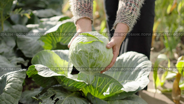 Farmer harvests a fresh crop of cabbage on garden bed farm. Farmer picking cabbage. Close-up of female hands. Стоковое видео, видеограф EStarodubov / Фотобанк Лори