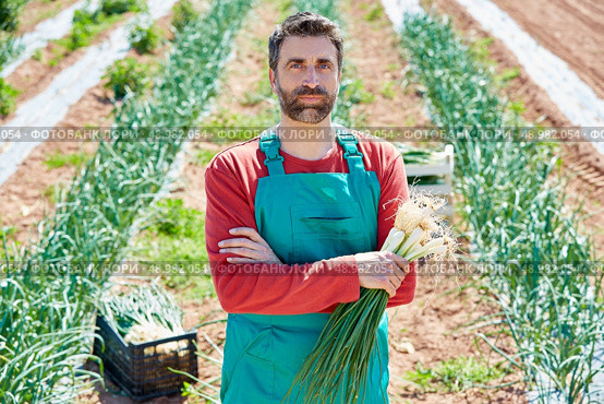 Farmer man harvesting onions in Mediterranean orchard field. Стоковое фото, агентство Ingram Publishing / Фотобанк Лори