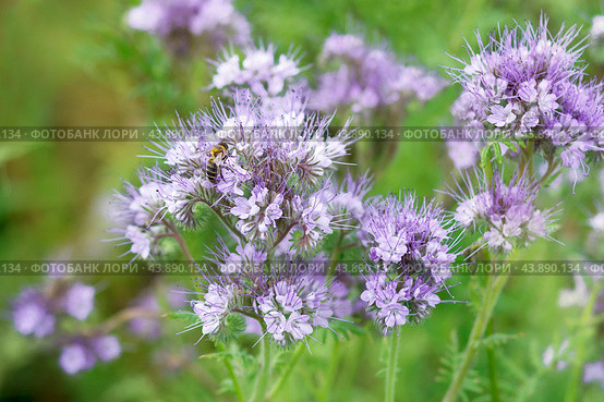 Фацелия пижмолистная (Phacelia tanacetifolia) с пчелой. Стоковое фото, фотограф Светлана Качанова / Фотобанк Лори