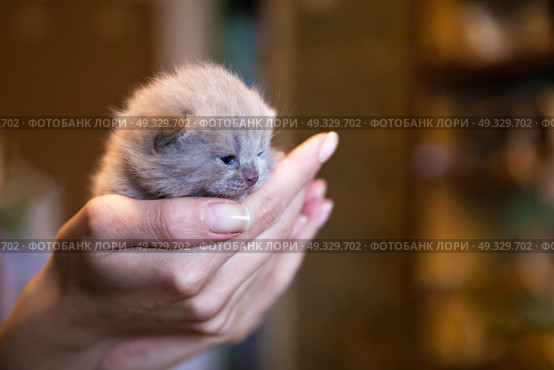 Fawn-coloured British kitten in men’s hand, little kitten. New born kitten on woman’s palm. Стоковое фото, агентство Ingram Publishing / Фотобанк Лори