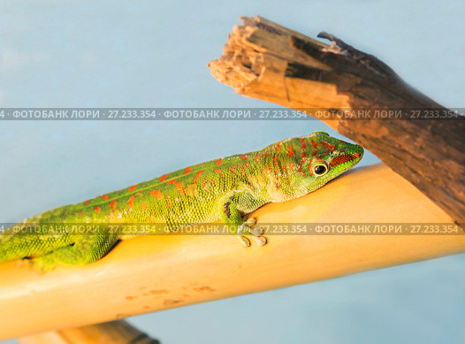 Фельзума мадагаскарская (Madagascar Day Gecko) Стоковое фото, фотограф Галина Савина / Фотобанк Лори