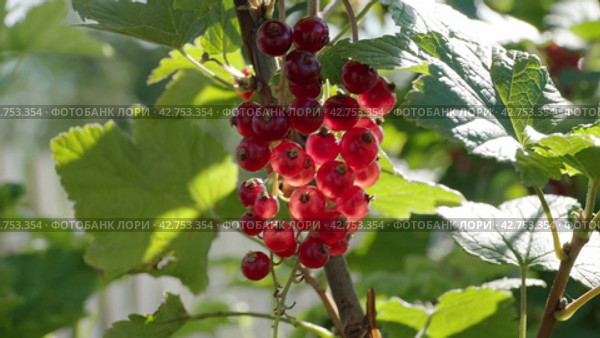 Female hands picking red currant from the bush. Close-up. Стоковое видео, видеограф EStarodubov / Фотобанк Лори