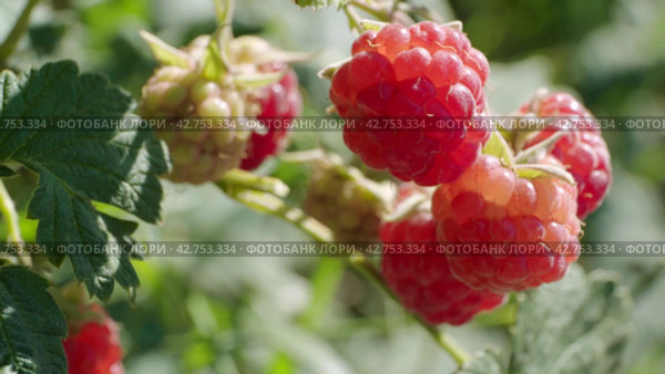 Female hands picking ripe raspberries from a bush. Close-up. Стоковое видео, видеограф EStarodubov / Фотобанк Лори