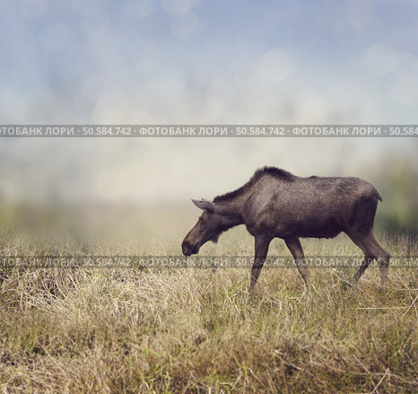 Female Moose Walking on the Field. Стоковое фото, агентство Ingram Publishing / Фотобанк Лори