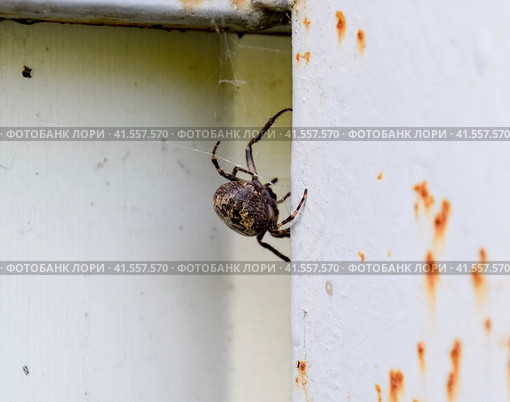 female spider of the crosspiece weaves the net. Spider on the fence. Стоковое фото, фотограф Леонид Еремейчук / Фотобанк Лори