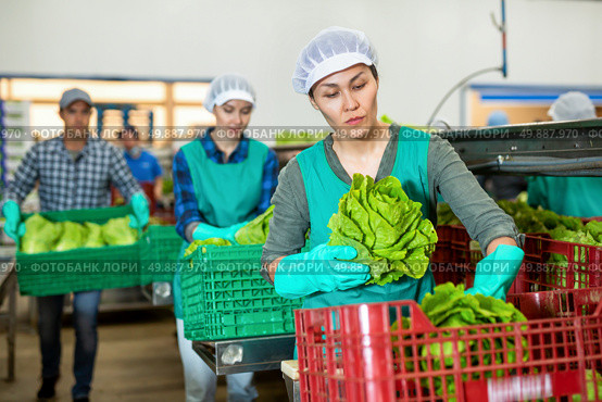 Female worker arranging lettuce in boxes at vegetable sorting factory. Стоковое фото, фотограф Яков Филимонов / Фотобанк Лори