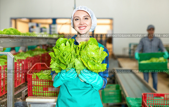 Female worker demonstrating ripe lettuce while sorting at a vegetable sorting factory. Стоковое фото, фотограф Яков Филимонов / Фотобанк Лори