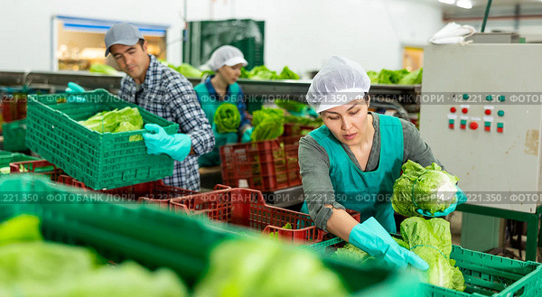 Female worker sorting and preparing lettuce for packaging at factory, workers on background. Стоковое фото, фотограф Яков Филимонов / Фотобанк Лори