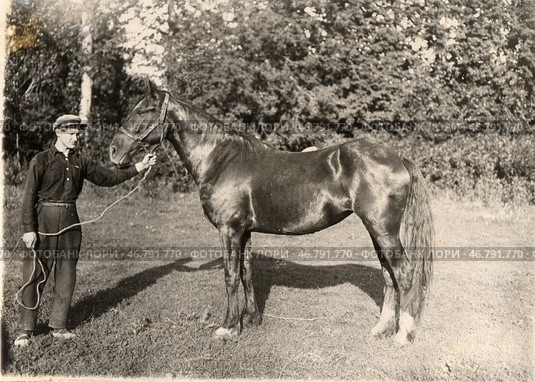 Ферма колхоз "Труженик", вороная кобыла Львица, 1932 год. Стоковое фото, фотограф Retro / Фотобанк Лори