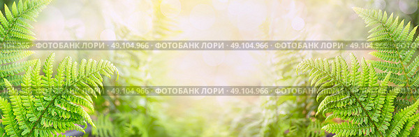 Fern leaves on blurred nature background, banner for website. Стоковое фото, агентство Ingram Publishing / Фотобанк Лори