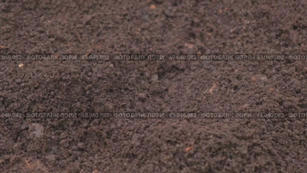 Fertile soil close-up. Richland in field. Black soil background. Natural ecological farming. Agricultural business. Humus, fertilized land. Bio agriculture and eco friendly cultivation. Rich land 4K. Стоковое видео, видеограф Марина Демидюк / Фотобанк Лори