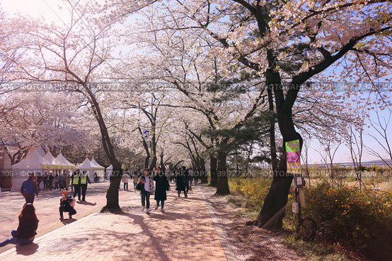 Фестиваль цветения сакуры в районе Yeouido , Сеул, Корея (2018 год). Редакционное фото, фотограф Римма Тельнова / Фотобанк Лори