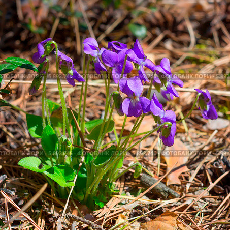Фиалка опушенная  (Viola hirta). Общий вид куста на лесной поляне. Дикорастущие лекарственные растения Сибири. Стоковое фото, фотограф Евгений Мухортов / Фотобанк Лори