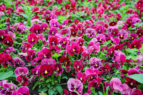 Фиалка трёхцветная (Viola tricolor), фиалка Виттрока, садовые анютины глазки. Фон. Стоковое фото, фотограф Алёшина Оксана / Фотобанк Лори