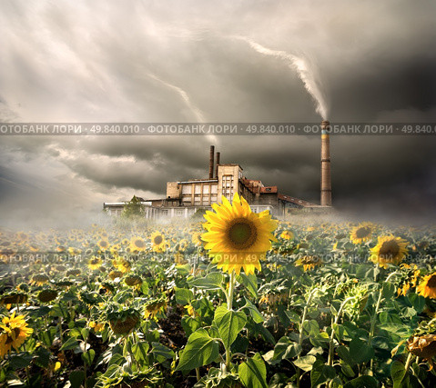 Field of sunflowers on a background of a plant. Стоковое фото, агентство Ingram Publishing / Фотобанк Лори