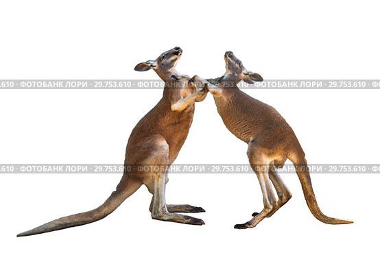 Fighting two red kangaroos on white background isolated. Стоковое фото, фотограф Наталья Волкова / Фотобанк Лори