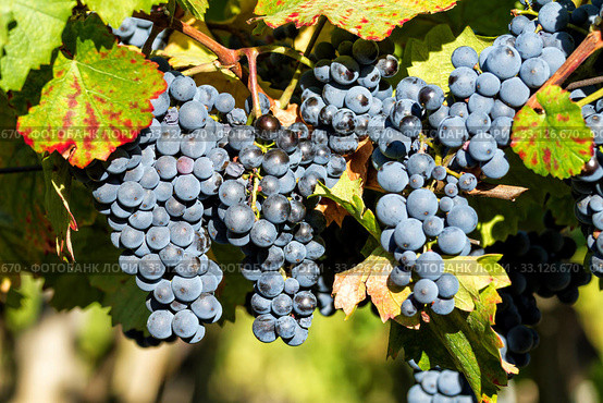 Fine bunch of blue grapes. Стоковое фото, фотограф Arpad Radoczy / Smarterpix / Фотобанк Лори