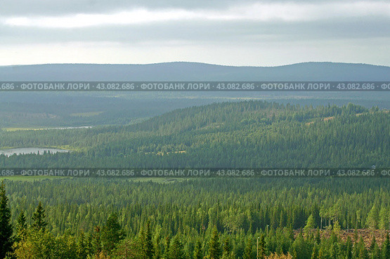Finnish hills with endless coniferous forests in Lapland on summer evening. Стоковое фото, фотограф Валерия Попова / Фотобанк Лори