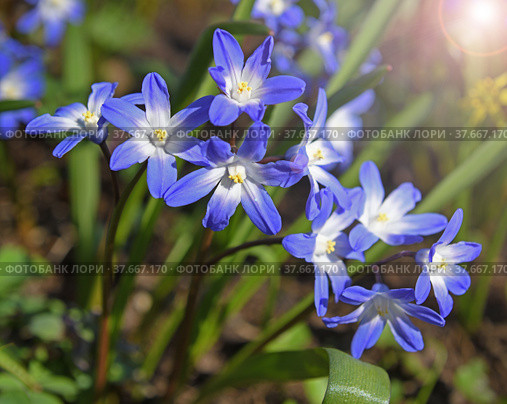 First flowers in early spring. Blue Scilla luciliae in rays of sunlight. Стоковое фото, фотограф Валерия Попова / Фотобанк Лори