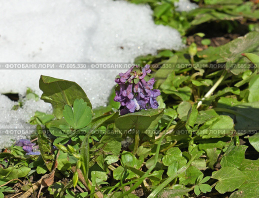 First flowers in spring. Corydalis solida, fumewort or bird-in-a-bush, species of flowering plant in family Papaveraceae, among snow. Стоковое фото, фотограф Валерия Попова / Фотобанк Лори