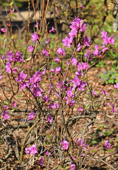 First flowers in spring. Rhododendron dauricum, species of flowering plant in heath family Ericaceae. Стоковое фото, фотограф Валерия Попова / Фотобанк Лори
