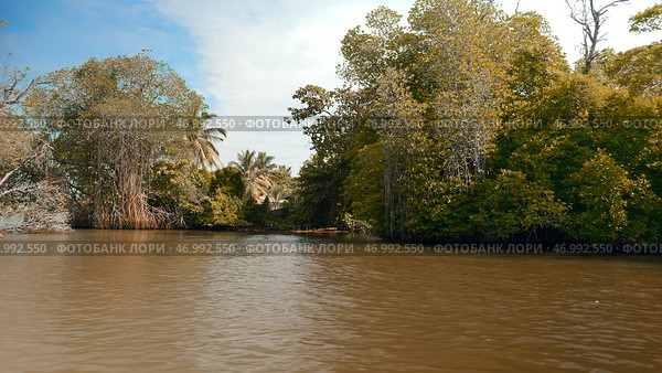 First person view from the boat floating on the river through mangroves in the wild tropical rainforest. Стоковое фото, фотограф David Kashakhi / Фотобанк Лори