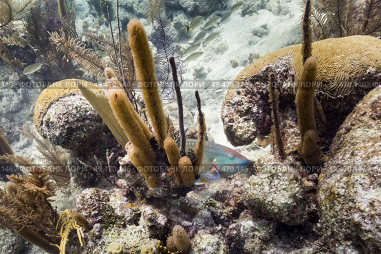 Fish and corals underwater, Turneffe Atoll, Belize Barrier Reef, Belize. Стоковое фото, агентство Ingram Publishing / Фотобанк Лори