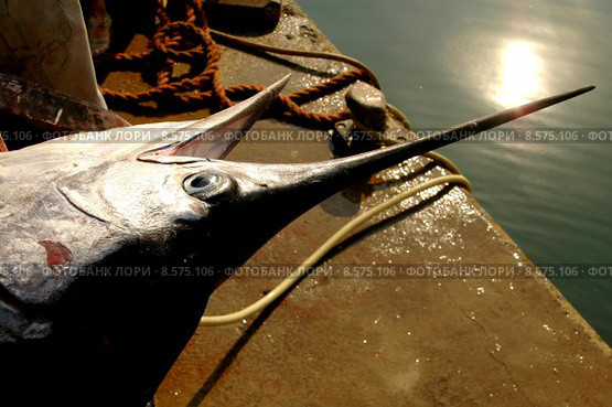 fish fishing fisherman prey swordfish. Стоковое фото, фотограф Gelena Schulze / Smarterpix / Фотобанк Лори