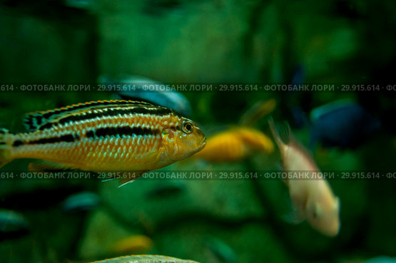 Fish in a large aquarium. Golden Cichlid (Melanochromis auratus) Стоковое фото, фотограф Катерина Белякина / Фотобанк Лори