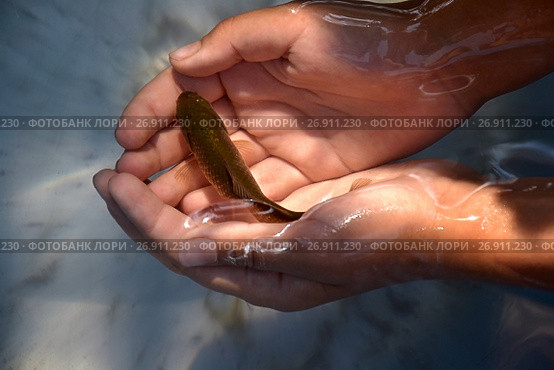 fish in his hands 2. Стоковое фото, фотограф Седых Алена / Фотобанк Лори