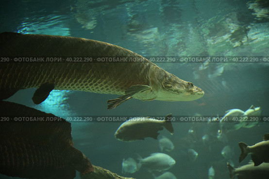 Fish under water. Arapaima fish - Pirarucu Arapaima gigas one largest freshwater fish. Fish in the aquarium behind glass. Стоковое фото, фотограф Ирина Вершинская / Фотобанк Лори