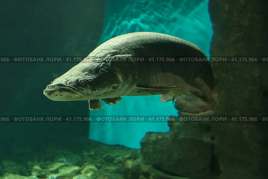 Fish under water. Arapaima fish - Pirarucu Arapaima gigas one largest freshwater fish. Fish in the aquarium behind glass. Стоковое фото, фотограф Ирина Вершинская / Фотобанк Лори