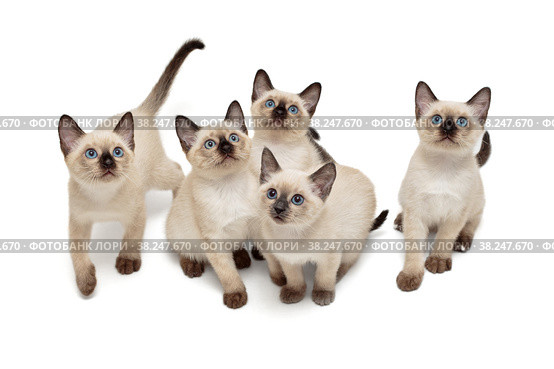 Five small Thai kittens. Стоковое фото, фотограф Okssi / Фотобанк Лори