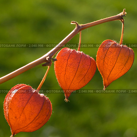 Физалис (Physalis) Стоковое фото, фотограф Александр Алексеев / Фотобанк Лори
