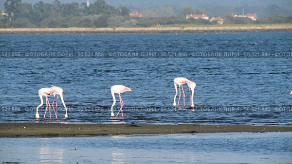 Flamingos on the banks of the Ria de Aveiro delta, Portugal. Стоковое фото, агентство Ingram Publishing / Фотобанк Лори