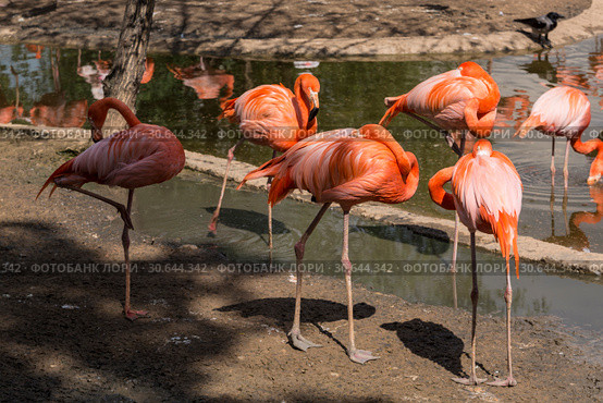 Flamingos preen their feathers on the shore of the pond. Стоковое фото, фотограф Наталья Волкова / Фотобанк Лори