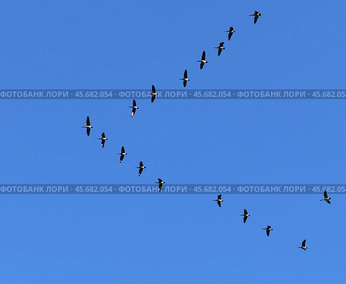 Flock of Canada geese (Branta canadensis) flying in blue sky. Стоковое фото, фотограф Валерия Попова / Фотобанк Лори