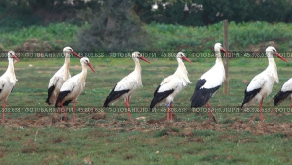 Flock of white storks resting in fields. Стоковое видео, видеограф Михаил Коханчиков / Фотобанк Лори