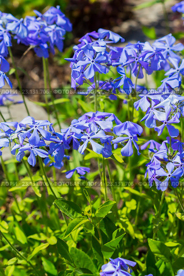 Флокс растопыренный - вид рода Флокс (Phlox divaricata) семейства Синюховые (Polemoniaceae).Неприхотливый травянистый многолетник. Стоковое фото, фотограф Евгений Мухортов / Фотобанк Лори