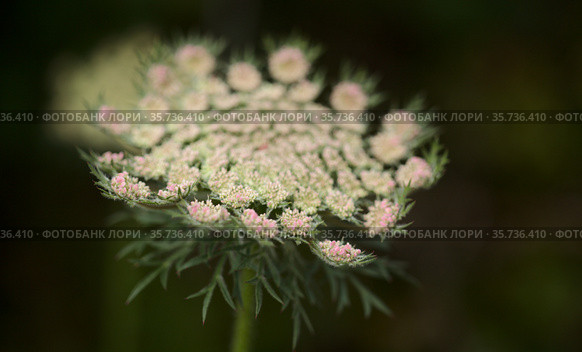 Flora of Gran Canaria - Daucus carota, wild carrot white flowers natural macro floral background. Стоковое фото, фотограф Tamara Kulikova / Фотобанк Лори