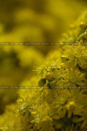 Flora of Gran Canaria - large inflorescence of Aeonium undulatum, succulent endemic to the island natural macro floral background. Стоковое фото, фотограф Tamara Kulikova / Фотобанк Лори