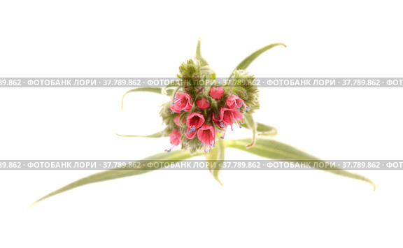 Flora of Tenerife - Echium wildpretii, red bugloss. Стоковое фото, фотограф Tamara Kulikova / Фотобанк Лори