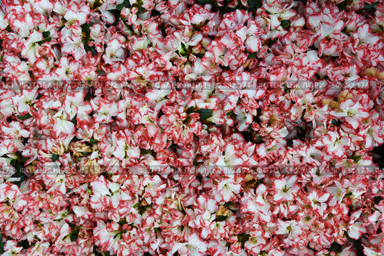 Floral background made of dense white and pink Azalea flowers with ruffled edges, creating a vivid and natural texture for spring or garden-themed designs. Стоковое фото, фотограф Татьяна Терехина / Фотобанк Лори