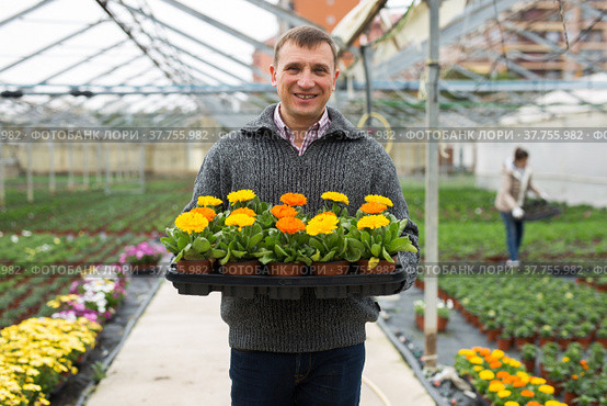 Floriculturist engaged in cultivation of ornamental Calendula in hothouse. Стоковое фото, фотограф Яков Филимонов / Фотобанк Лори