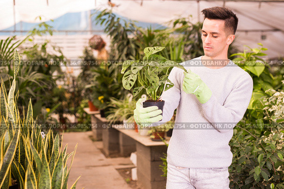 Florist inspecting Monstera in greenhouse. Стоковое фото, фотограф Яков Филимонов / Фотобанк Лори