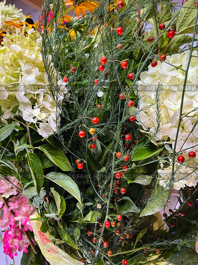 Флористическое фоновое изображение. Гортензии и аспарагус-спаржа. Floral background image. Hydrangeas and asparagus. Стоковое фото, фотограф Александр Рыбалка / Фотобанк Лори